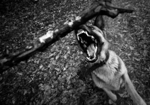 Kansas City Dog Bite Lawyer